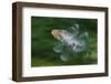 Hoopoe (Upupa Epops) in Flight, Hungary. Multi Flash, Long Exposure-Bence Mate-Framed Photographic Print