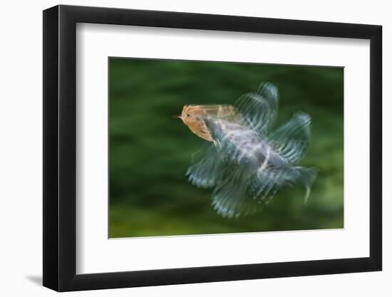 Hoopoe (Upupa Epops) in Flight, Hungary. Multi Flash, Long Exposure-Bence Mate-Framed Photographic Print