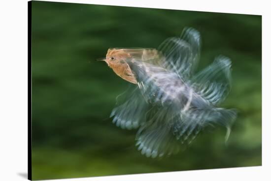 Hoopoe (Upupa Epops) in Flight, Hungary. Multi Flash, Long Exposure-Bence Mate-Stretched Canvas