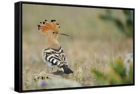 Hoopoe (Upupa Epops) La Serena, Extremadura, Spain, April 2009-Widstrand-Framed Stretched Canvas