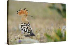 Hoopoe (Upupa Epops) La Serena, Extremadura, Spain, April 2009-Widstrand-Stretched Canvas