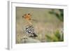 Hoopoe (Upupa Epops) La Serena, Extremadura, Spain, April 2009-Widstrand-Framed Photographic Print