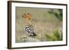 Hoopoe (Upupa Epops) La Serena, Extremadura, Spain, April 2009-Widstrand-Framed Photographic Print