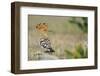 Hoopoe (Upupa Epops) La Serena, Extremadura, Spain, April 2009-Widstrand-Framed Photographic Print