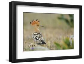 Hoopoe (Upupa Epops) La Serena, Extremadura, Spain, April 2009-Widstrand-Framed Photographic Print