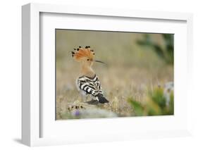 Hoopoe (Upupa Epops) La Serena, Extremadura, Spain, April 2009-Widstrand-Framed Photographic Print