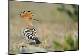 Hoopoe (Upupa Epops) La Serena, Extremadura, Spain, April 2009-Widstrand-Mounted Photographic Print