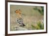 Hoopoe (Upupa Epops) La Serena, Extremadura, Spain, April 2009-Widstrand-Framed Photographic Print