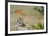 Hoopoe (Upupa Epops) La Serena, Extremadura, Spain, April 2009-Widstrand-Framed Photographic Print