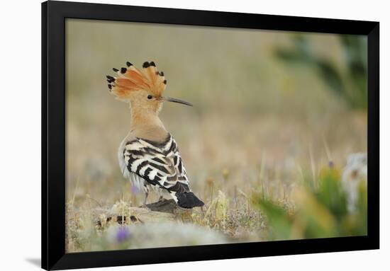 Hoopoe (Upupa Epops) La Serena, Extremadura, Spain, April 2009-Widstrand-Framed Photographic Print