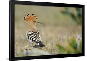 Hoopoe (Upupa Epops) La Serena, Extremadura, Spain, April 2009-Widstrand-Framed Photographic Print