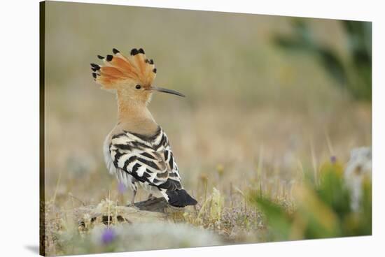 Hoopoe (Upupa Epops) La Serena, Extremadura, Spain, April 2009-Widstrand-Stretched Canvas