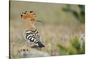 Hoopoe (Upupa Epops) La Serena, Extremadura, Spain, April 2009-Widstrand-Stretched Canvas