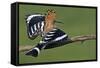 Hoopoe (Upupa Epops) Landing on Branch, Hortobagy Np, Hungary-Varesvuo-Framed Stretched Canvas