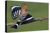 Hoopoe (Upupa Epops) Landing on Branch, Hortobagy Np, Hungary-Varesvuo-Stretched Canvas