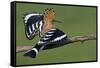 Hoopoe (Upupa Epops) Landing on Branch, Hortobagy Np, Hungary-Varesvuo-Framed Stretched Canvas