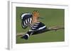 Hoopoe (Upupa Epops) Landing on Branch, Hortobagy Np, Hungary-Varesvuo-Framed Photographic Print