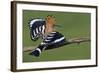 Hoopoe (Upupa Epops) Landing on Branch, Hortobagy Np, Hungary-Varesvuo-Framed Photographic Print