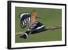 Hoopoe (Upupa Epops) Landing on Branch, Hortobagy Np, Hungary-Varesvuo-Framed Photographic Print