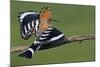 Hoopoe (Upupa Epops) Landing on Branch, Hortobagy Np, Hungary-Varesvuo-Mounted Photographic Print