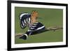 Hoopoe (Upupa Epops) Landing on Branch, Hortobagy Np, Hungary-Varesvuo-Framed Photographic Print