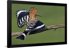 Hoopoe (Upupa Epops) Landing on Branch, Hortobagy Np, Hungary-Varesvuo-Framed Photographic Print