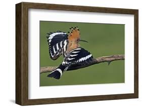 Hoopoe (Upupa Epops) Landing on Branch, Hortobagy Np, Hungary-Varesvuo-Framed Photographic Print