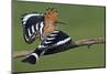 Hoopoe (Upupa Epops) Landing on Branch, Hortobagy Np, Hungary-Varesvuo-Mounted Photographic Print