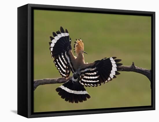 Hoopoe (Upupa Epops) Landing on Branch, Rear View with Wings Open, Hortobagy Np, Hungary, May 2008-Varesvuo-Framed Stretched Canvas