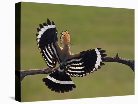 Hoopoe (Upupa Epops) Landing on Branch, Rear View with Wings Open, Hortobagy Np, Hungary, May 2008-Varesvuo-Stretched Canvas