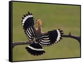 Hoopoe (Upupa Epops) Landing on Branch, Rear View with Wings Open, Hortobagy Np, Hungary, May 2008-Varesvuo-Framed Stretched Canvas