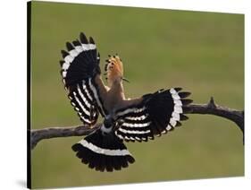 Hoopoe (Upupa Epops) Landing on Branch, Rear View with Wings Open, Hortobagy Np, Hungary, May 2008-Varesvuo-Stretched Canvas