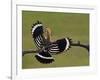 Hoopoe (Upupa Epops) Landing on Branch, Rear View with Wings Open, Hortobagy Np, Hungary, May 2008-Varesvuo-Framed Photographic Print