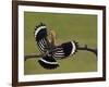 Hoopoe (Upupa Epops) Landing on Branch, Rear View with Wings Open, Hortobagy Np, Hungary, May 2008-Varesvuo-Framed Photographic Print