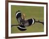 Hoopoe (Upupa Epops) Landing on Branch, Rear View with Wings Open, Hortobagy Np, Hungary, May 2008-Varesvuo-Framed Photographic Print