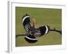 Hoopoe (Upupa Epops) Landing on Branch, Rear View with Wings Open, Hortobagy Np, Hungary, May 2008-Varesvuo-Framed Photographic Print