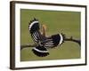 Hoopoe (Upupa Epops) Landing on Branch, Rear View with Wings Open, Hortobagy Np, Hungary, May 2008-Varesvuo-Framed Photographic Print