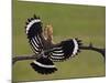Hoopoe (Upupa Epops) Landing on Branch, Rear View with Wings Open, Hortobagy Np, Hungary, May 2008-Varesvuo-Mounted Photographic Print