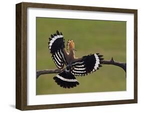 Hoopoe (Upupa Epops) Landing on Branch, Rear View with Wings Open, Hortobagy Np, Hungary, May 2008-Varesvuo-Framed Photographic Print
