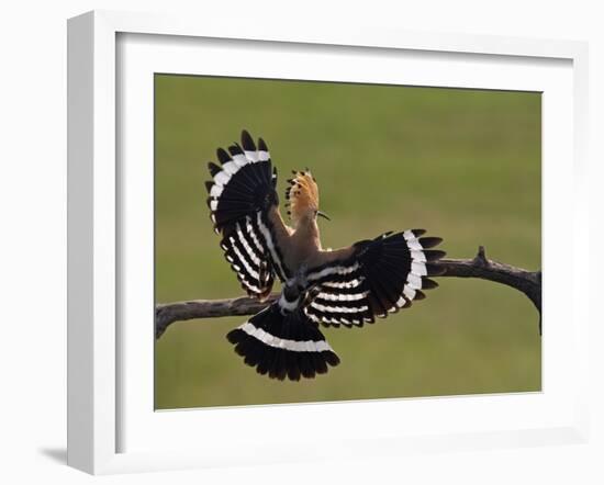 Hoopoe (Upupa Epops) Landing on Branch, Rear View with Wings Open, Hortobagy Np, Hungary, May 2008-Varesvuo-Framed Photographic Print