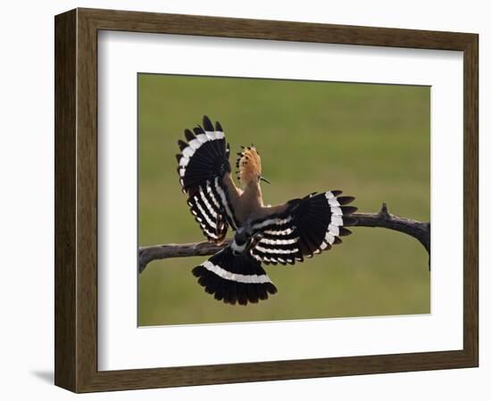 Hoopoe (Upupa Epops) Landing on Branch, Rear View with Wings Open, Hortobagy Np, Hungary, May 2008-Varesvuo-Framed Photographic Print