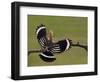 Hoopoe (Upupa Epops) Landing on Branch, Rear View with Wings Open, Hortobagy Np, Hungary, May 2008-Varesvuo-Framed Photographic Print