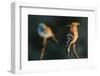 Hoopoe with European roller in the background. Pusztaszer, Hungary. May-Bence Mate-Framed Photographic Print