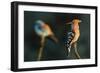 Hoopoe with European roller in the background. Pusztaszer, Hungary. May-Bence Mate-Framed Photographic Print