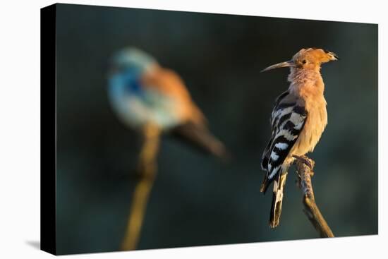 Hoopoe with European roller in the background. Pusztaszer, Hungary. May-Bence Mate-Stretched Canvas