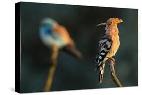Hoopoe with European roller in the background. Pusztaszer, Hungary. May-Bence Mate-Stretched Canvas