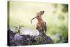 Hoopoe with Grub in Beak-null-Stretched Canvas