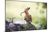 Hoopoe with Grub in Beak-null-Mounted Photographic Print