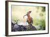 Hoopoe with Grub in Beak-null-Framed Photographic Print