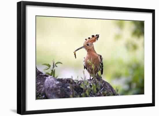 Hoopoe with Grub in Beak-null-Framed Photographic Print